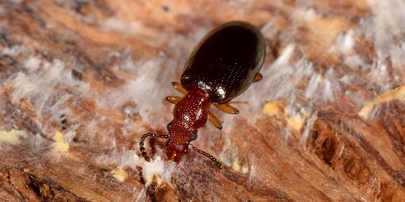 Salpingidae:   Vincenzellus ruficollis